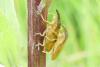 Lixus pulverulentus
